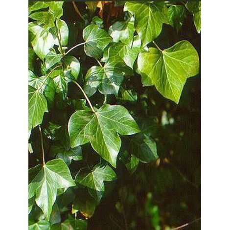 Lierre d'Irlande Pot de 3L/4L (1/4)
