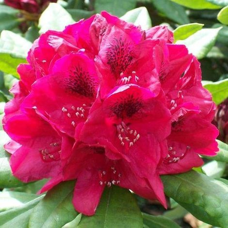 Rhododendron 'Lord Roberts' - Rhododendron en pot de 40 à 50 cm (1/3)