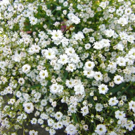 Pépinières Naudet – 3 Gypsophiles paniculé 'Bristol Fairy' – Fleurs blanches parfumées – Hauteur 90 cm – Excellente résistance jusqu'à -15°C (1/5)
