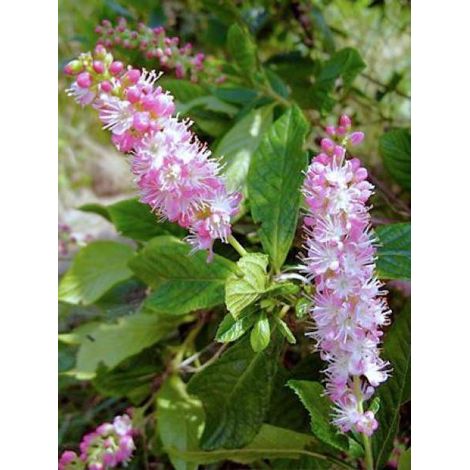 Clethra alnifolia 'Ruby Spice' Pot de 3L/4L (1/3)