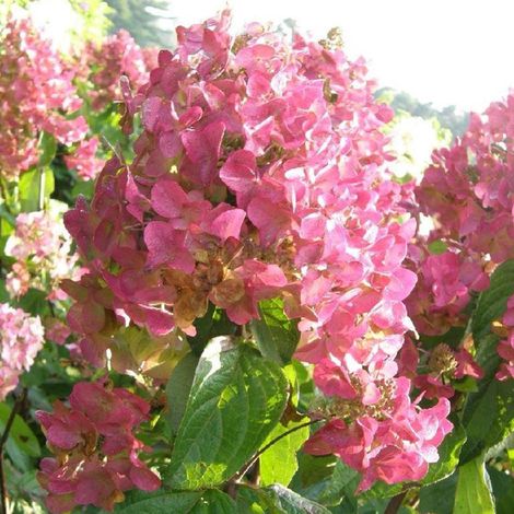 Hortensia paniculé ® 'Mega Mindy' - 40-50 cm pot (1/4)