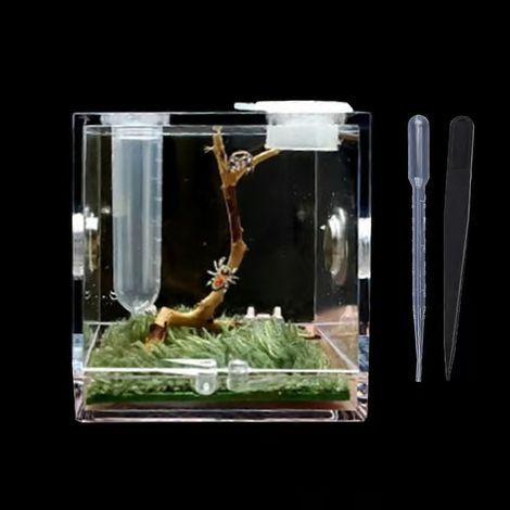 Terrarium pour Araignée Sautante Boîte d'Alimentation en Acrylique pour Nano Terrarium avec Arboricole (1/5)