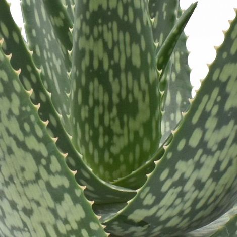 ALOE VERA IN VASO 14CM