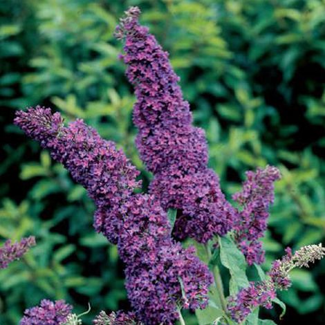 Arbre aux papillons 'Purple Emperor' - 30-40 cm pot