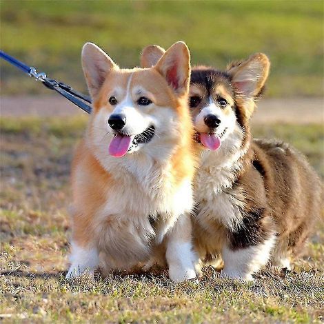 15 m lange Leine für Hunde und Haustiere (1/5)
