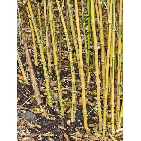 Bambou doré 'Koï' Pot de 4L/5L (1/2)