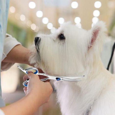 Forbici curve da 6 pollici per la toelettatura di animali domestici, punta arrotondata, acciaio inossidabile, per la toelettatura di cani e gatti. (1/5)