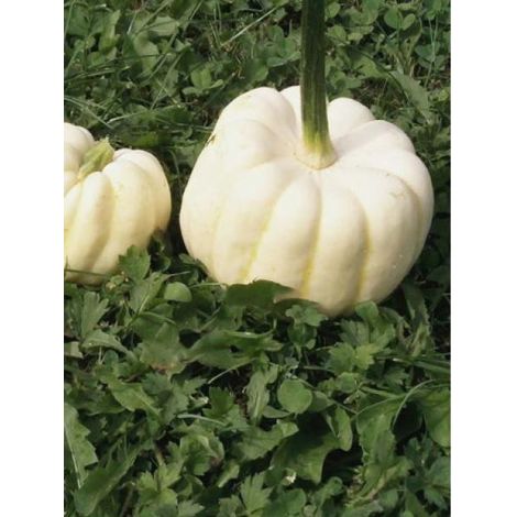Courge 'Baby Doo' le sachet de 20 graines (2g) (1/2)