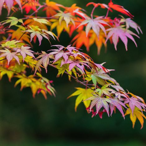 Érable de Shirasawa Moonrise - Acer shirasawanum moonrise 40cm