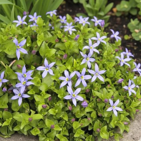 Pratia pedunculata/Lot de 5 godets