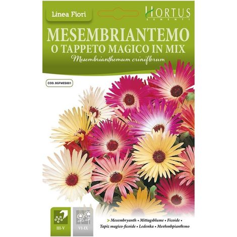 Mesembriantemo o tappeto magico mix DB