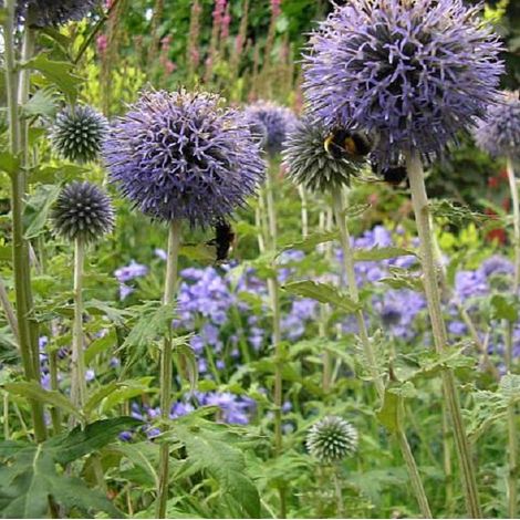 4 x Boule azurée - Echinops bannaticus 'Taplow Blue' - godet (1/4)