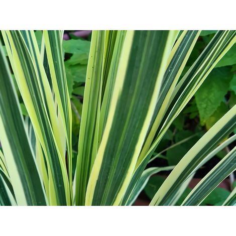 Gardenaria Nandina domestica 'Lemon-Lime' - Arbusto ornamentale da giardino - Altezza: 50/60 cm (vaso24)