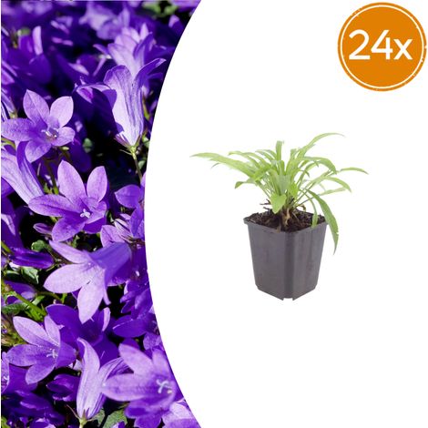 Lot de 24 Campanula persicifolia 'Coerulea' Plante Vivace Fleurs Bleues Hauteur 10-25cm Pot Ø9cm - PANGIVO (1/5)