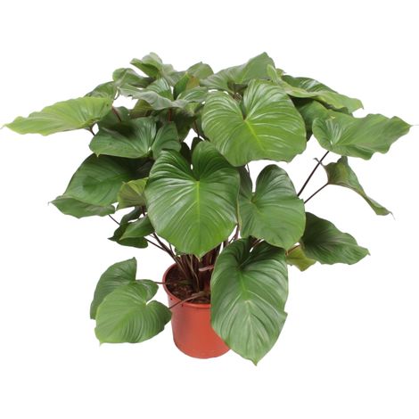 Plante Verte d'Intérieur Homalomena Rubescens Maggy Tropicale Feuilles en Cœur 100 cm ø24 cm - PANGIVO (1/4)