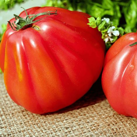 Plant de tomate Corazon type Coeur de Boeuf/Godet (1/2)