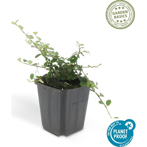 Cotonéaster rampant 'Queen of Carpets' Couvre-sol Persistant Fleurs et Baies Pot Ø 9 cm - PANGIVO