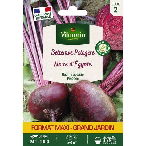 Betterave Potagère Noire Plate d'Egypte - Grand Modèle Vilmorin (1/2)