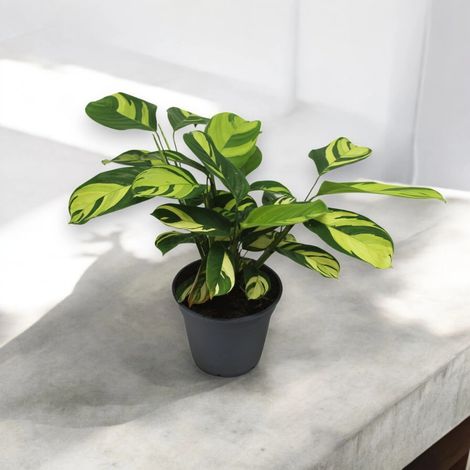 Gardenaria Ctenanthe pilosa 'Golden mosaic' - Pianta da interno ornamentale - Altezza: 45 cm (vaso 17) (1/5)