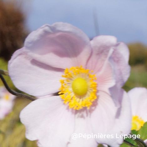 3 Anémones du Japon 'Loreley' (Eriocapitella x hybrida 'Loreley')