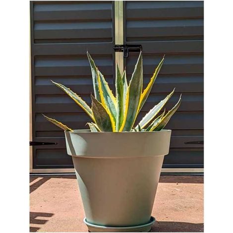 Riviera Soleilla Blumenkasten grün Ton 50 Liter (1/2)