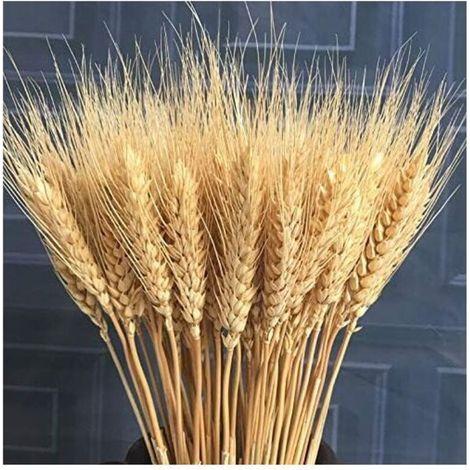 100pcs Fleur Artificielle Plante Artificielle Grandes Fleurs Séchées De Blé Gerbes De Blé Séché Naturel, Bouquets De Tiges De Blé Séchées, Blé Réel pour Fournitures De Guirlande DIY Maison Ta