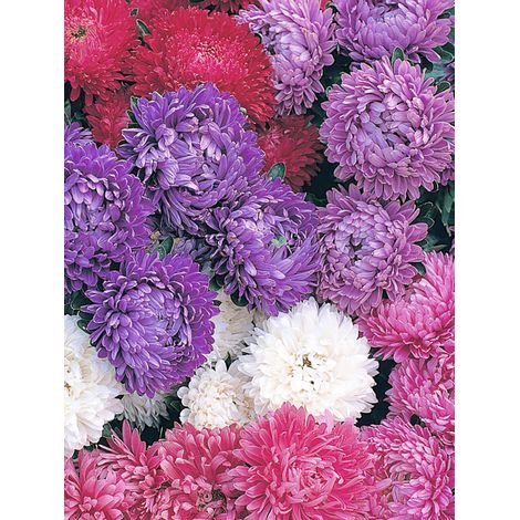 Reine-marguerite 'Milady Mixed' le sachet de 150 graines environ (0,4g) (1/2)