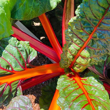 Plant de rhubarbe qualité supérieure – Pot carré 11cm – Tige charnue acidulée – Pour sol riche en matière organique