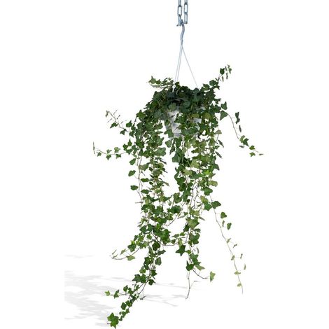 Lierre Hedera Wonder Green Retombant Plante d’Intérieur Verte Pot 17 cm Hauteur 70 cm - PANGIVO (1/5)