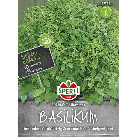 Sperli – Basilic Sperli's Balkonstar – Graines d'aromatiques, port en boule, hauteur env. 20-25 cm (1/2)