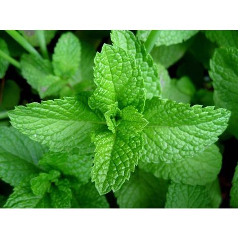 1000 Graines de Menthe Verte (Mentha Spicata) – Plante Aromatique Vivace Heirloom Non OGM pour Jardin Cuisine Maison (1/5)