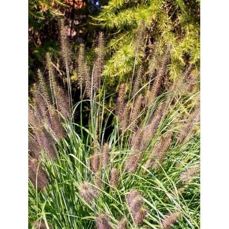 Herbe aux écouvillons 'Red Head' Godet de 8/9 cm (1/2)