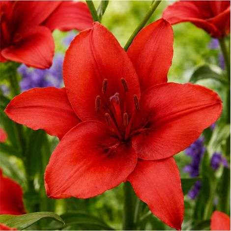 Lilium Red Sgaravatti 1 bulbe rouge, grande floraison de 100 cm idéale en massif et bouquet - 618095 (1/3)