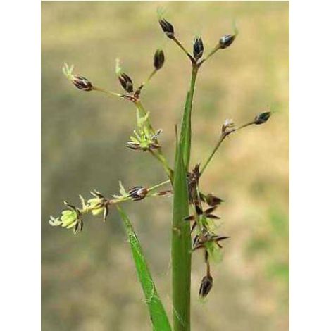 Luzule velue Godet de 8/9 cm (1/4)