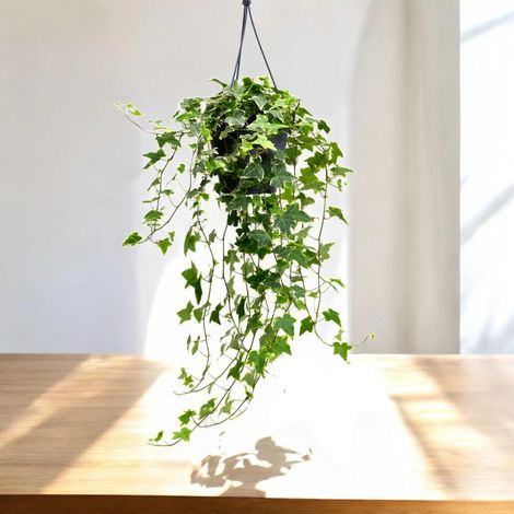 Gardenaria Edera - Hedera helix 'Goldchild' - Pianta da interno ornamentale - Altezza: 50 cm (vaso 19) (1/5)