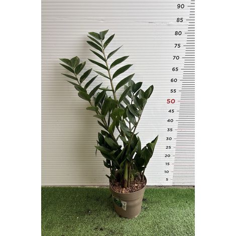 PIANTA DI ZAMIOCULCAS in vaso 18 (foto reali)