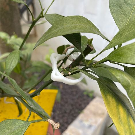 Clips de tuteurage en forme de chat pour tomates et autres plantes grimpantes. Clips de treillis pour légumes grimpants afin de les faire pousser droits et plus sains. (1/5)