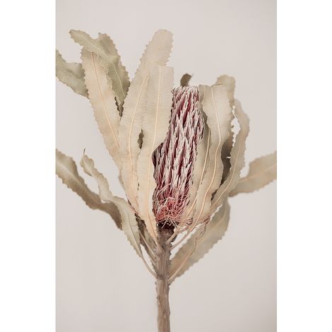 Tableau sur toile plante sèche 30x45 cm - Impression sur Toile Murale Décorative - Image imprimée en HD sur Toile - Toile sur Châssis en Bois FSC - Fabriqué en France (1/5)
