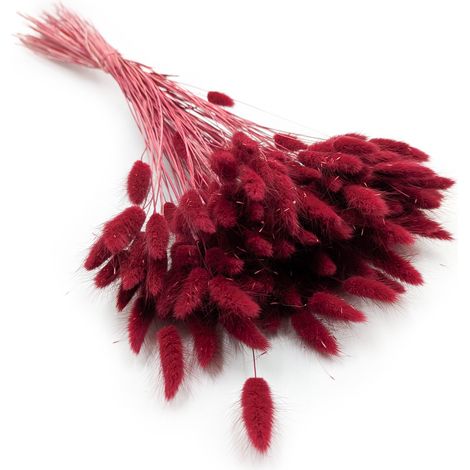 Getrockneter Lagurus - Lagurus ovata - Burgund