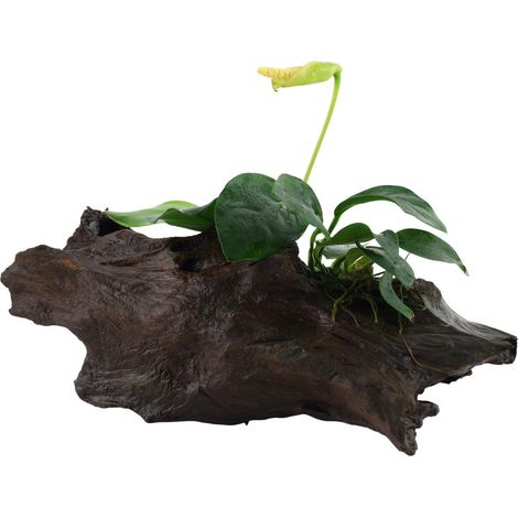 Aquarium Pflanze Anubias barteri var. nana auf Wurzel Tropica Nr.101 YWS