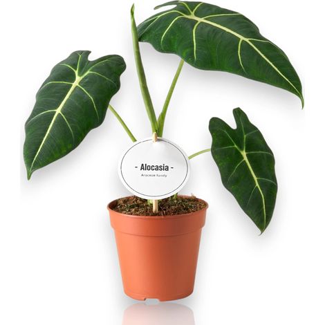 Gardenaria Alocasia 'Frydek' - Pianta da interno ornamentale - Altezza: 40 cm (vaso 12) (1/4)