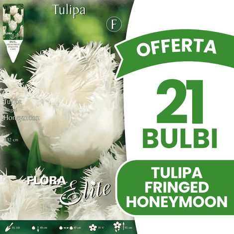OFFERTA 21 BULBI TULIPANO SFRANGIATI HONEYMOON BULBI AUTUNNALI BULBS BULBES