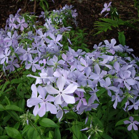 4 x Phlox divariqué 'Clouds Of Perfume' - godet 9x9 cm (1/5)