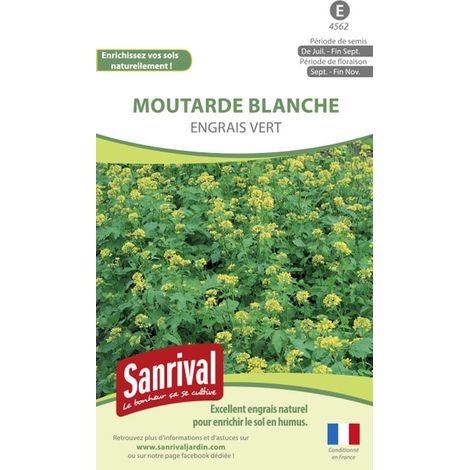 Graines Moutarde Blanche