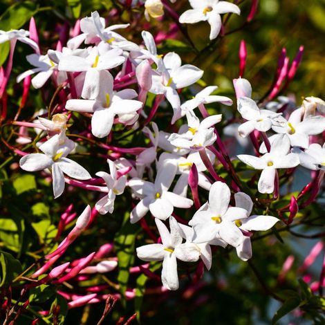 Jasmin blanc printemps/Godet - 5/20 cm (1/5)