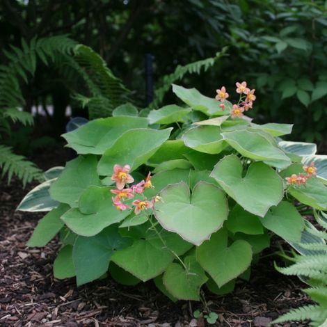 Fleur des Elfes warleyense, Epimedium/Godet - 5/20 cm