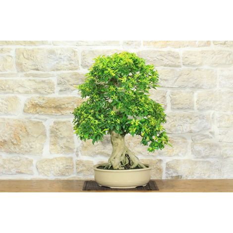 Bonsai di Durantha (14) (1/5)