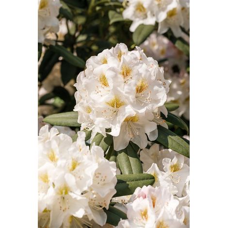 Rhododendron 'INKARHO® Weiße Dufthecke' Rhododendron INKARHO ® weiße Dufthecke 5L 40- 60