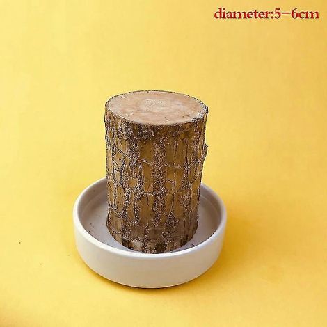 Décoration végétale ligneuse brésilienne, bonsaï en bois brésilien cultivé en hydroponie naturelle, idéal pour la maison et le bureau, bonsaï vivant en bois brésilien (1/4)