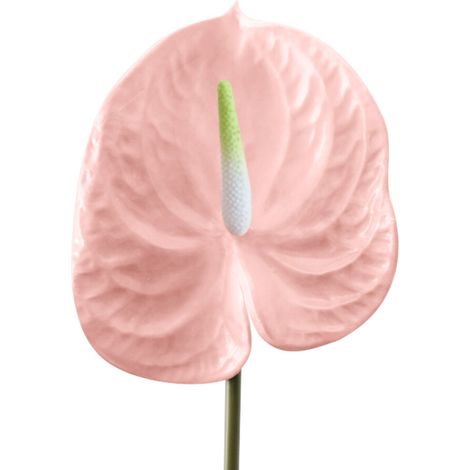 Aspecto realista, relleno de seda de fácil mantenimiento, anturio impreso en 3D, apto para decoración durante todo el año, libre de polen.